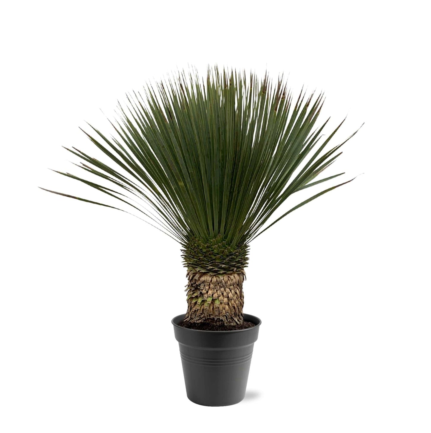 Yucca Rostrata – 80–100cm – Ø38 - Botanic-Vibes