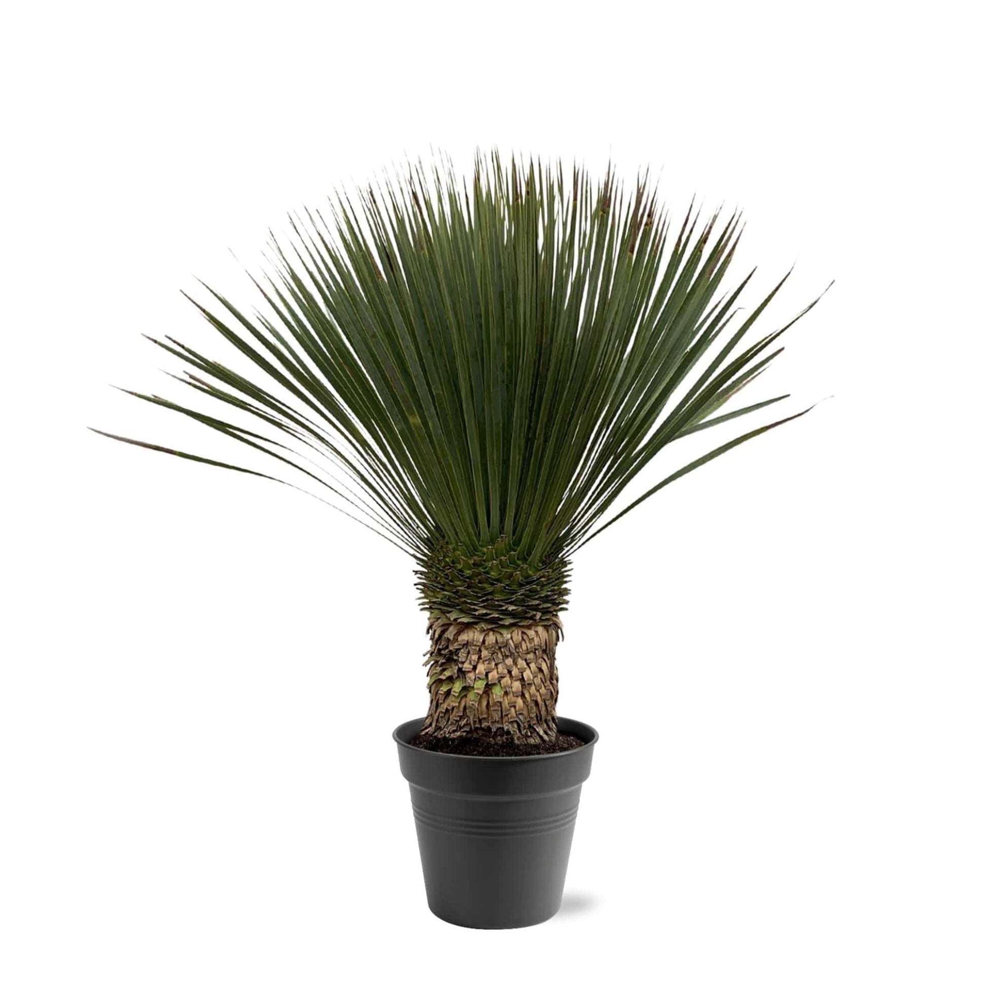 Yucca Rostrata – 80–100cm – Ø38 - Botanic-Vibes
