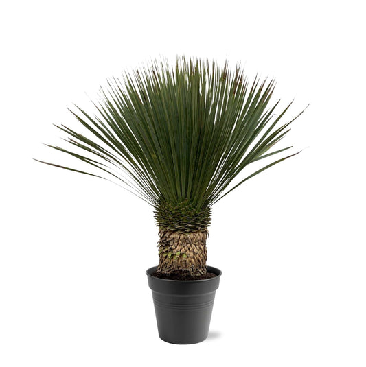 Yucca Rostrata – 80–100cm – Ø38 - Botanic-Vibes