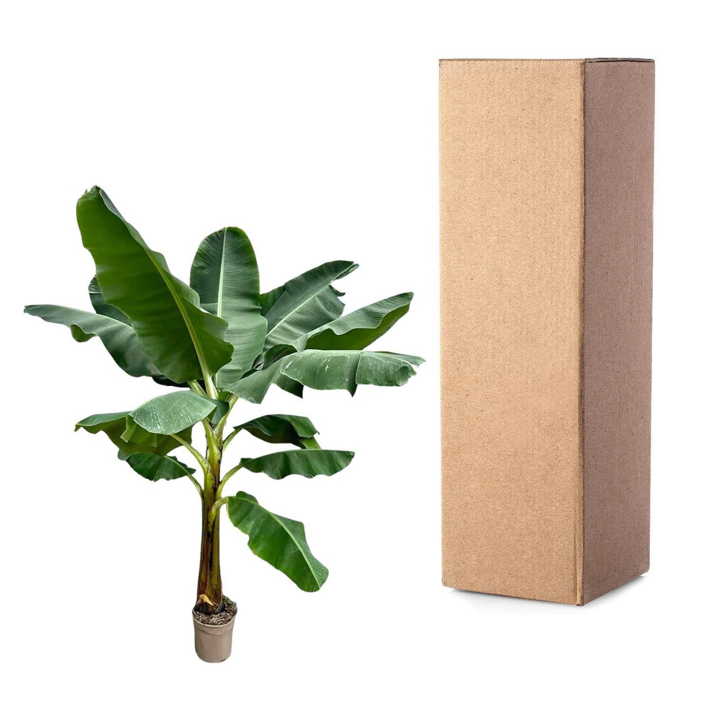 Bananenpflanze (Musa) – 250 cm – ø30 - Botanic-Vibes