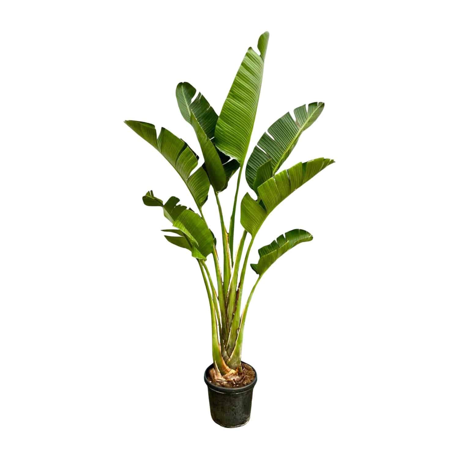 Strelitzia augusta – 250cm – Ø45 - Botanic-Vibes