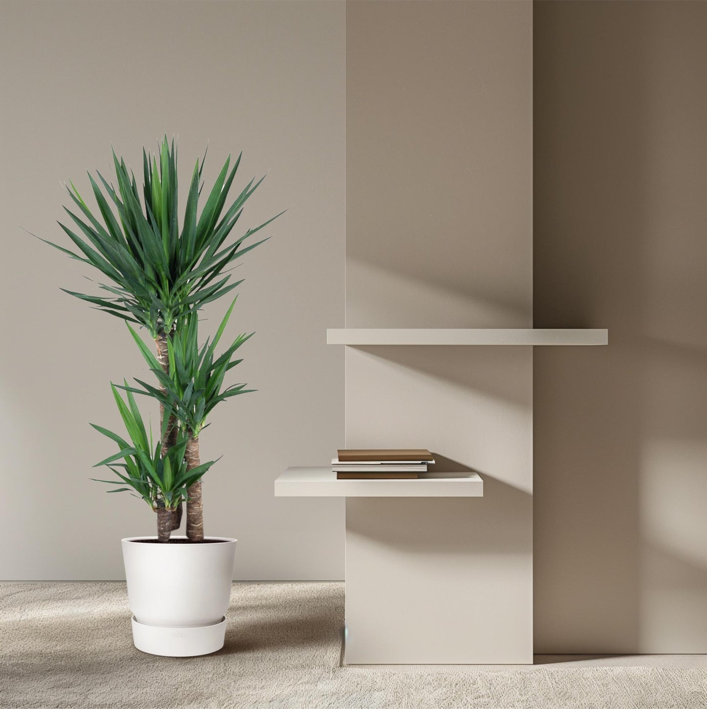 Yucca Elephantipe – 140 cm – Ø27