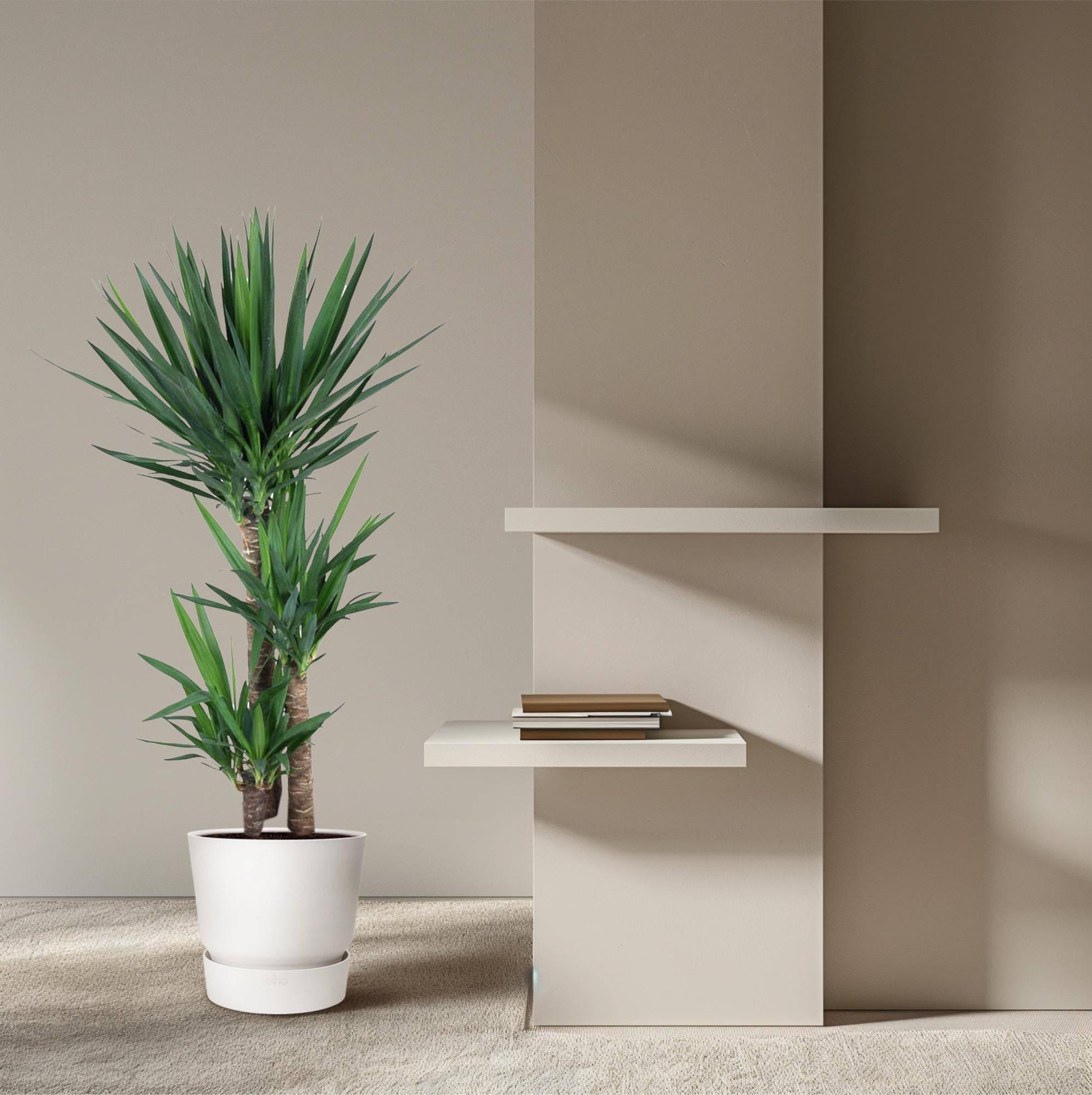 Yucca Elephantipe – 140 cm – Ø27 - Botanic-Vibes