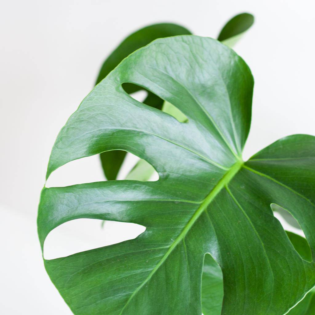 Monstera Deliciosa mit Lissabon Korb weiß- 50cm - Ø17 - Botanic-Vibes