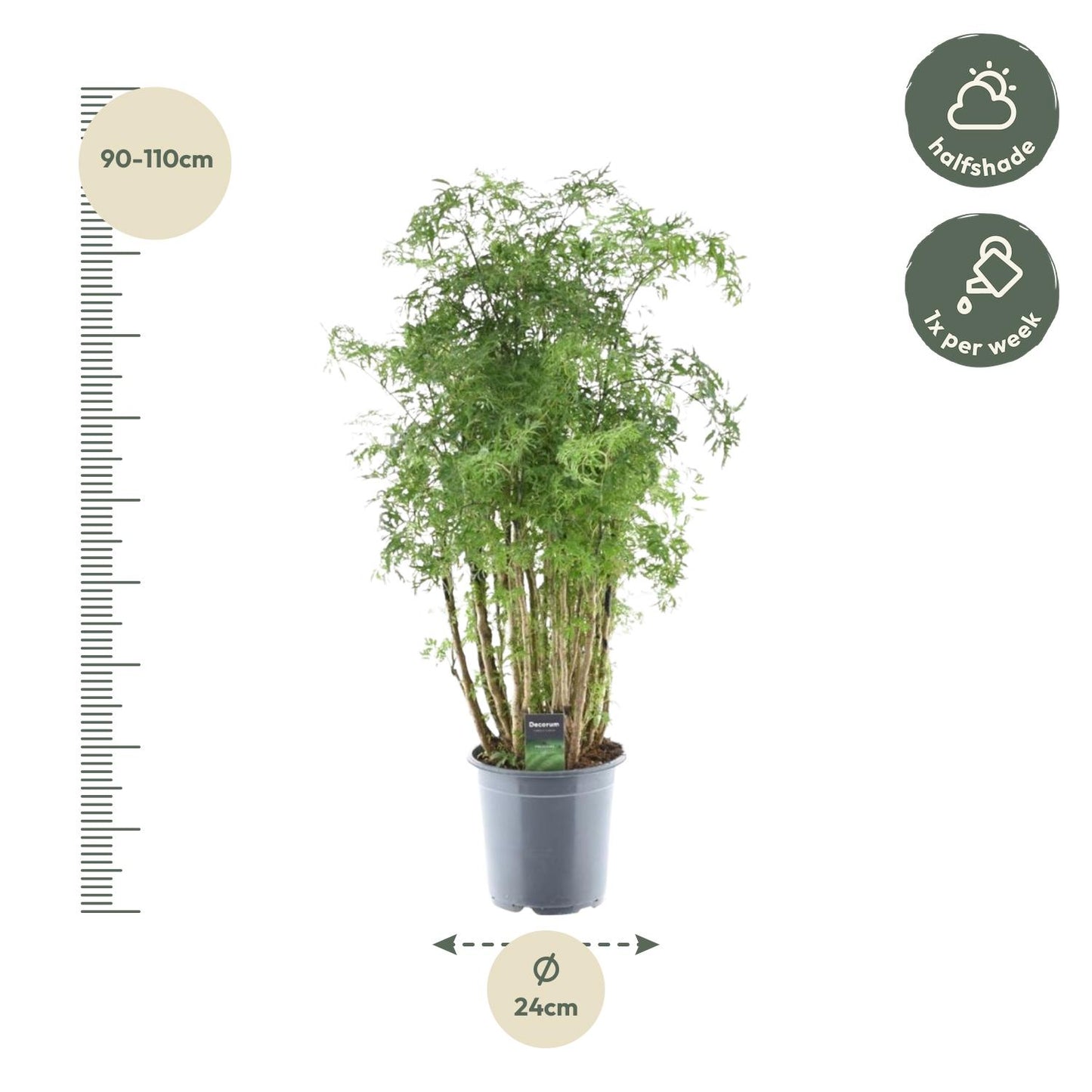 Polyscias Hawaiiana Ming – 90 cm – Ø24