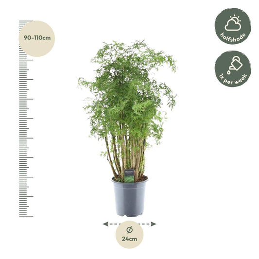 Polyscias Hawaiiana Ming – 90 cm – Ø24 - Botanic-Vibes