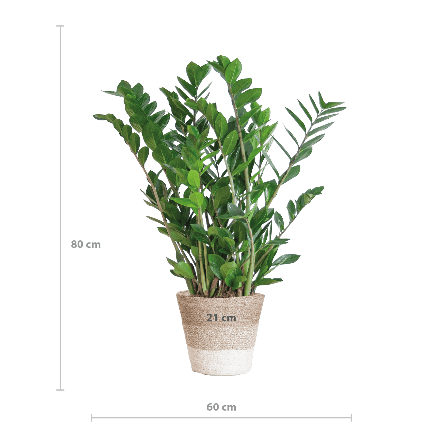 Zamioculcas Zamiifolia mit Pflanzkorb Lissabon weiß  - 80cm - Ø21 - Botanic-Vibes