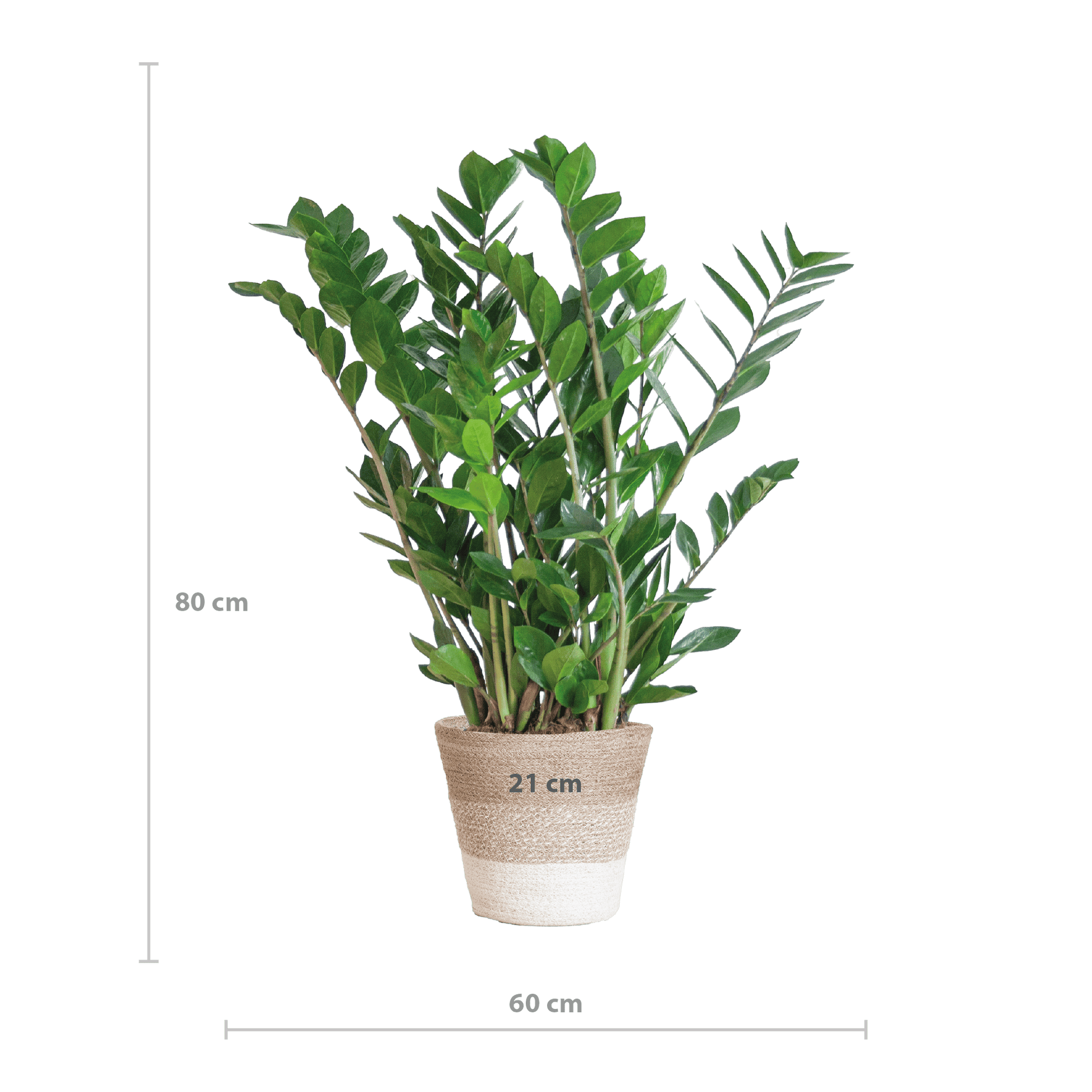 Zamioculcas Zamiifolia mit Pflanzkorb Lissabon weiß  - 80cm - Ø21 - Botanic-Vibes