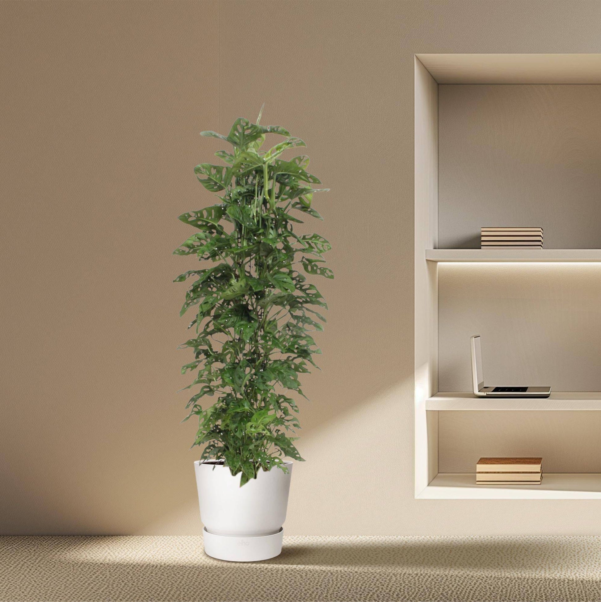 Monstera 'Monkey Leaf' – mit Gitter – 180 cm – Ø27 - Botanic-Vibes
