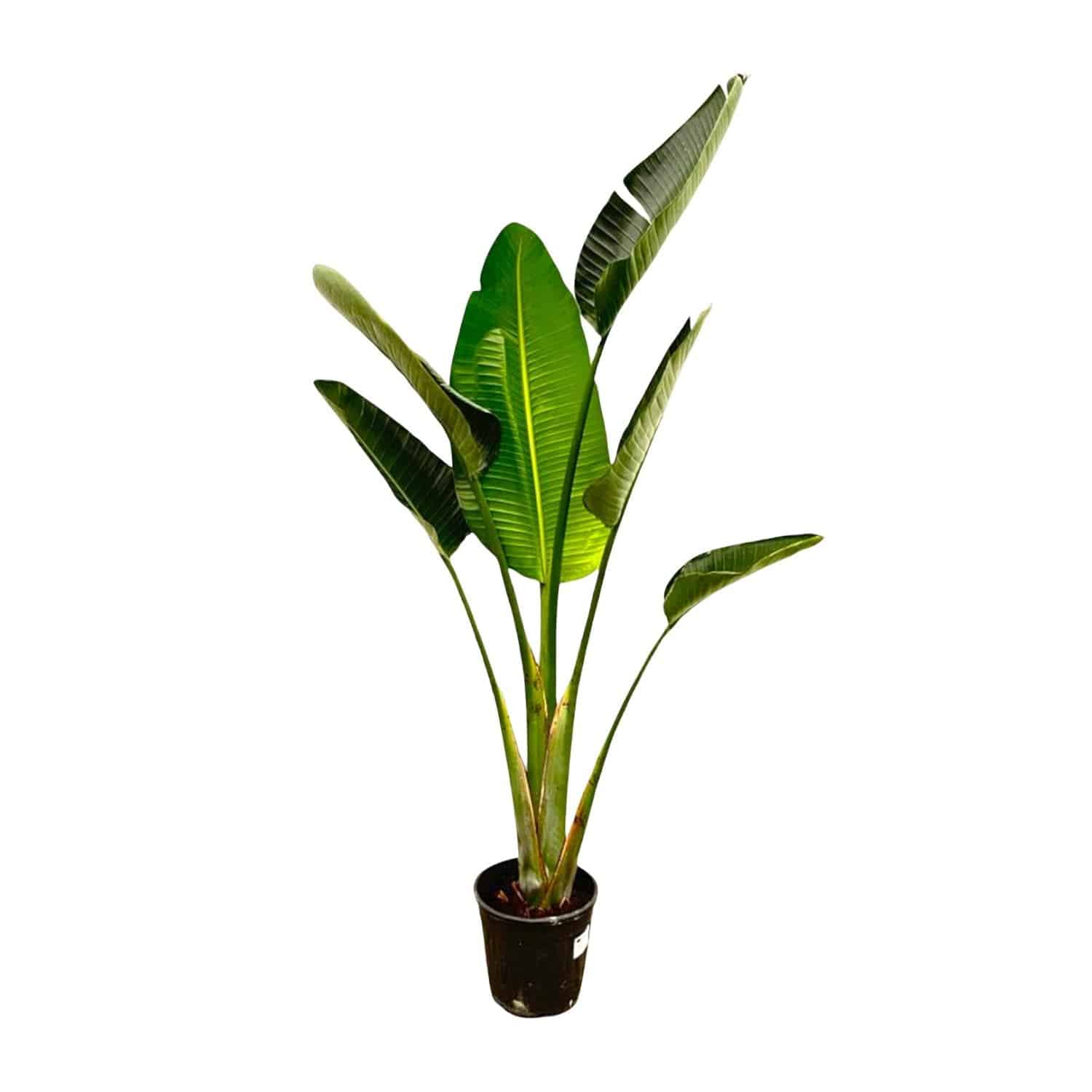 Strelitzia augusta – 180cm – Ø30 - Botanic-Vibes