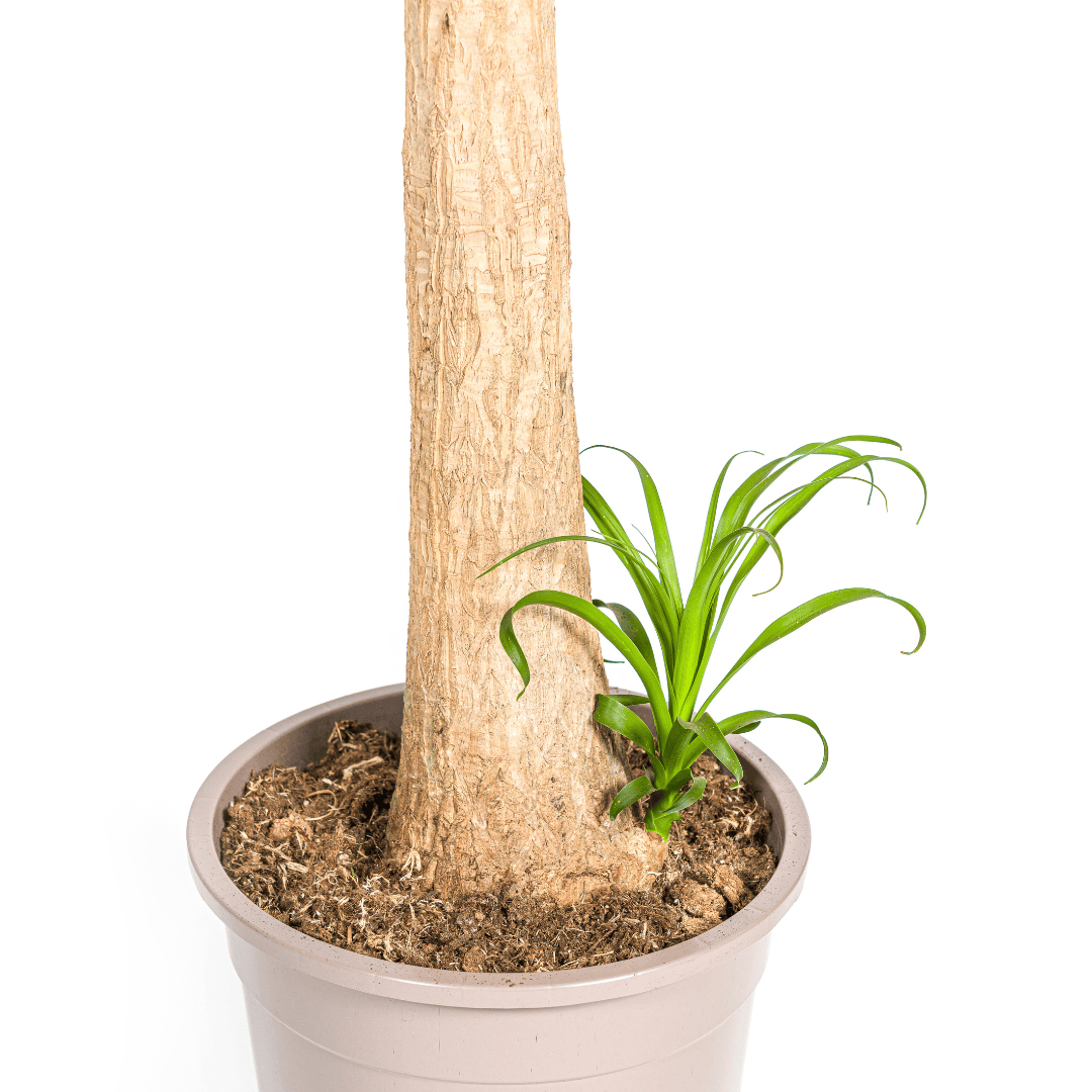 Beaucarnea Recurvata Stamm Ø27cm - ↕110 - 130cm - Botanic-Vibes