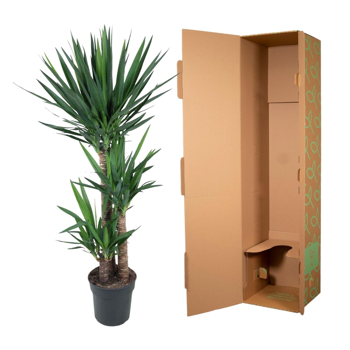 Yucca Elephantipe – 140 cm – Ø27