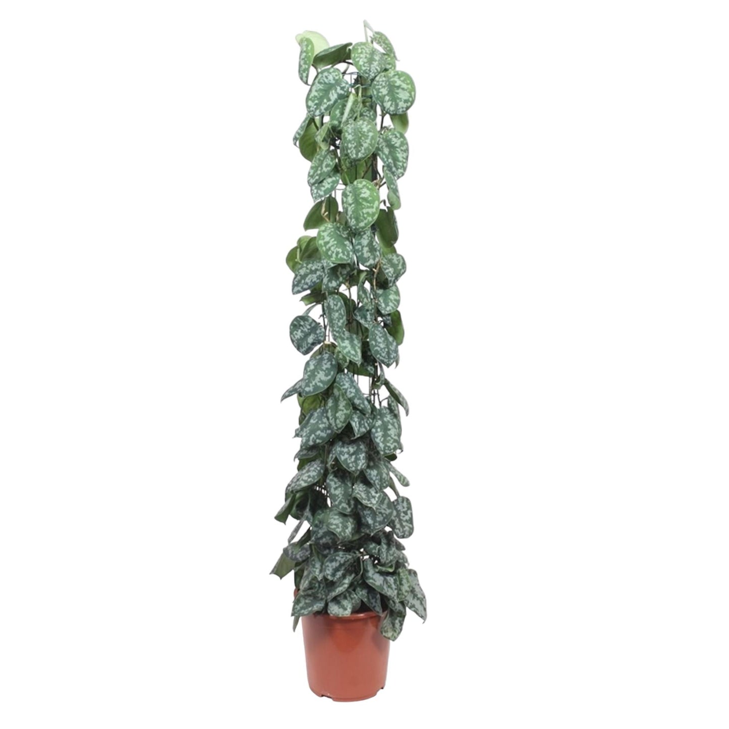 Scindapsus pictus Trebie – mit Gitter – 160 cm – Ø27