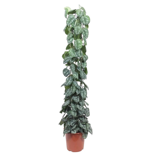 Scindapsus pictus Trebie – mit Gitter – 160 cm – Ø27 - Botanic-Vibes