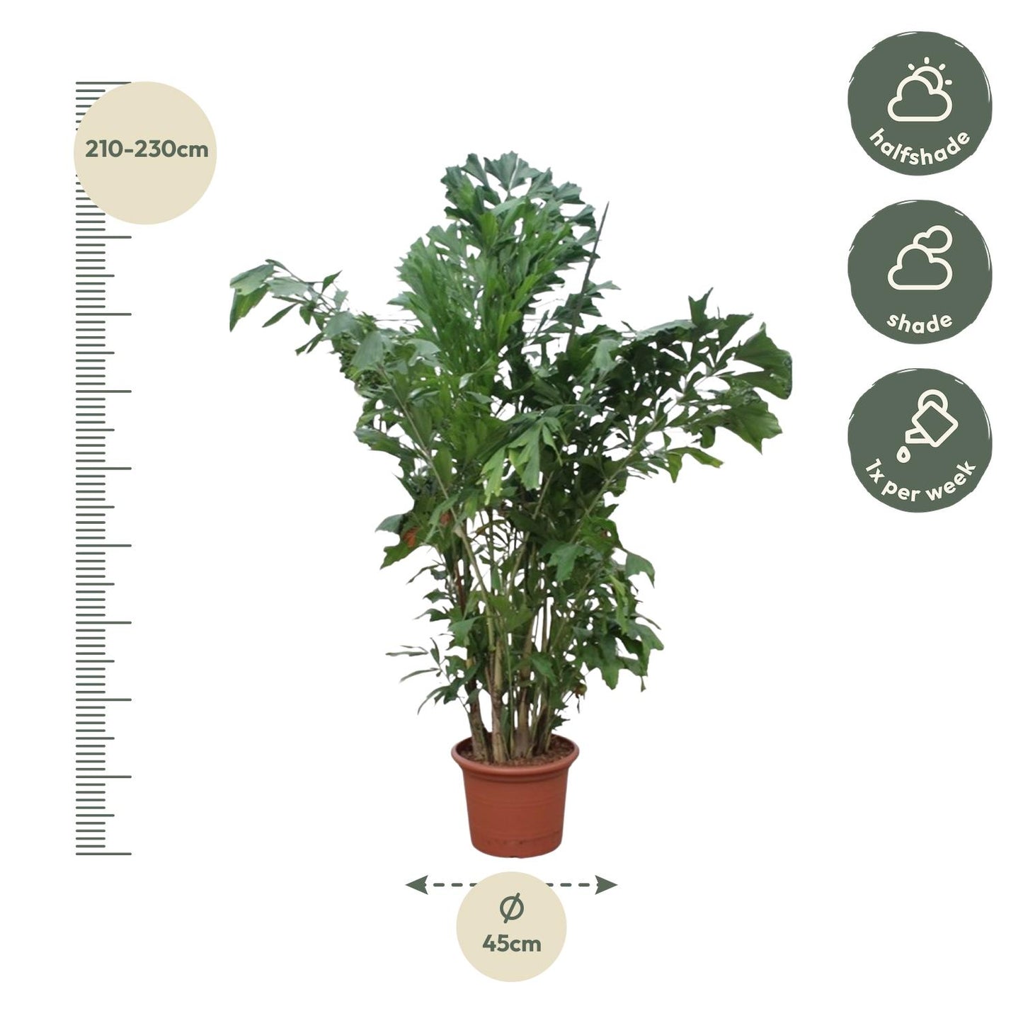 Caryota mitis – 220 cm – ø45