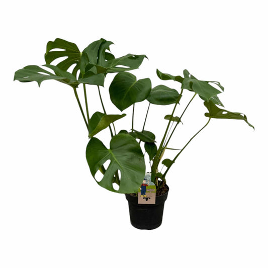 Monstera deliciosa – 70 cm – 17cm - Botanic-Vibes