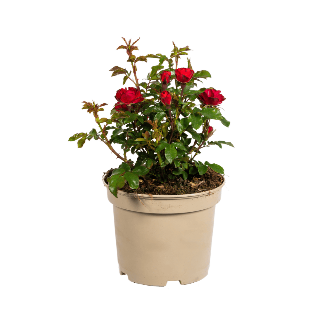 Rosa Zepeti Ø19cm - ↕35 - 40cm - Botanic-Vibes