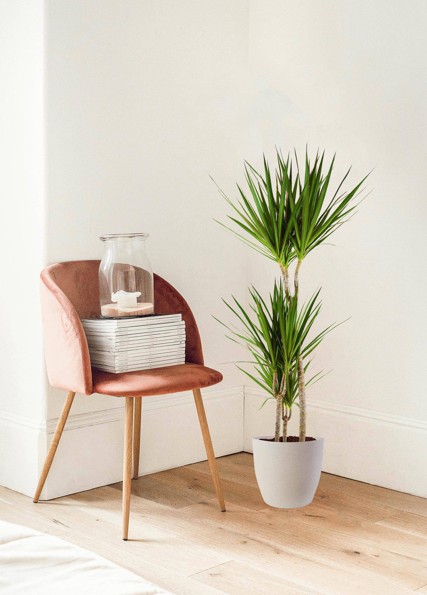 Dracaena Marginta mit Viber Weiß - 95cm - Ø21 - Botanic-Vibes