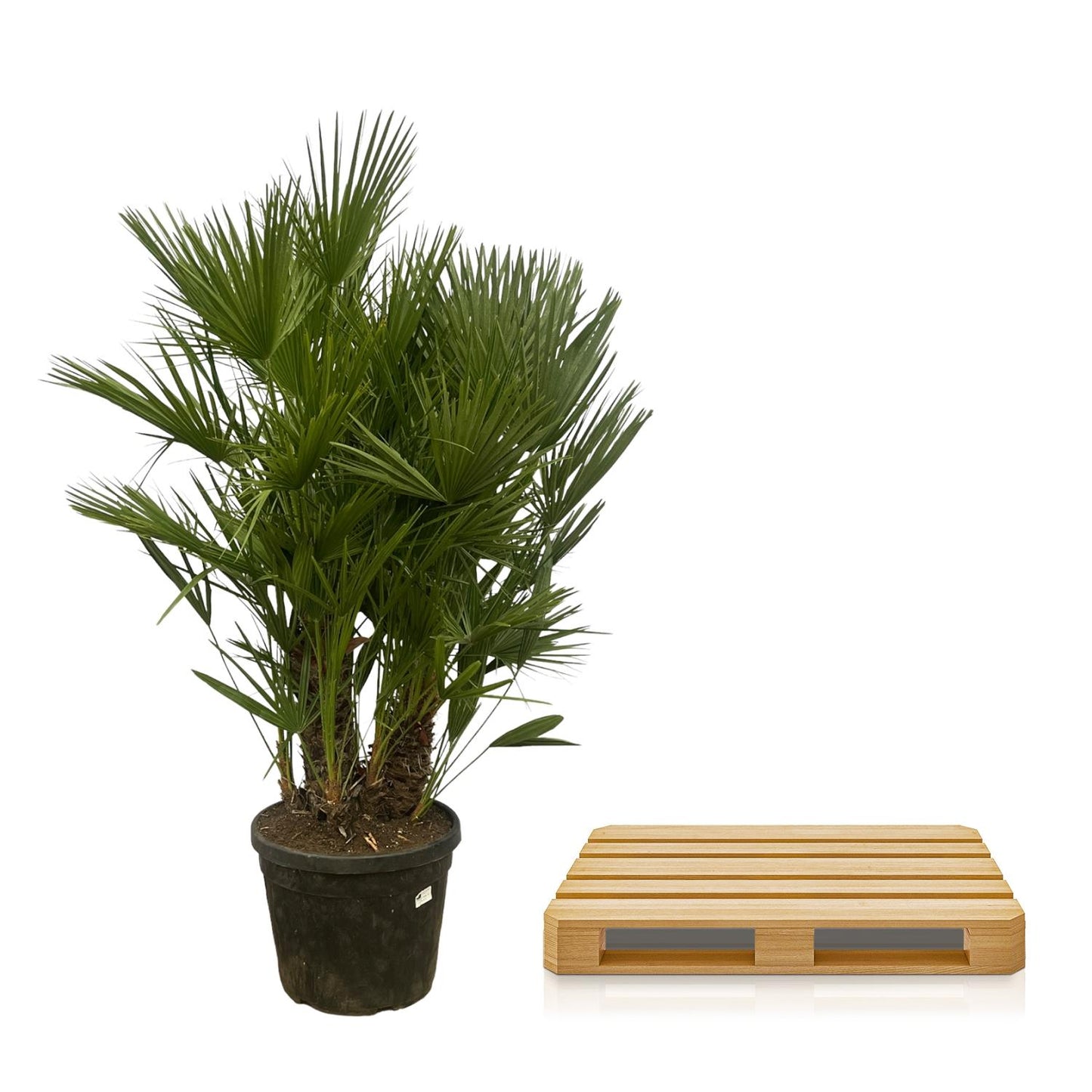 Chamaerops humilis mehrstämmig – 160–180 cm – Ø45