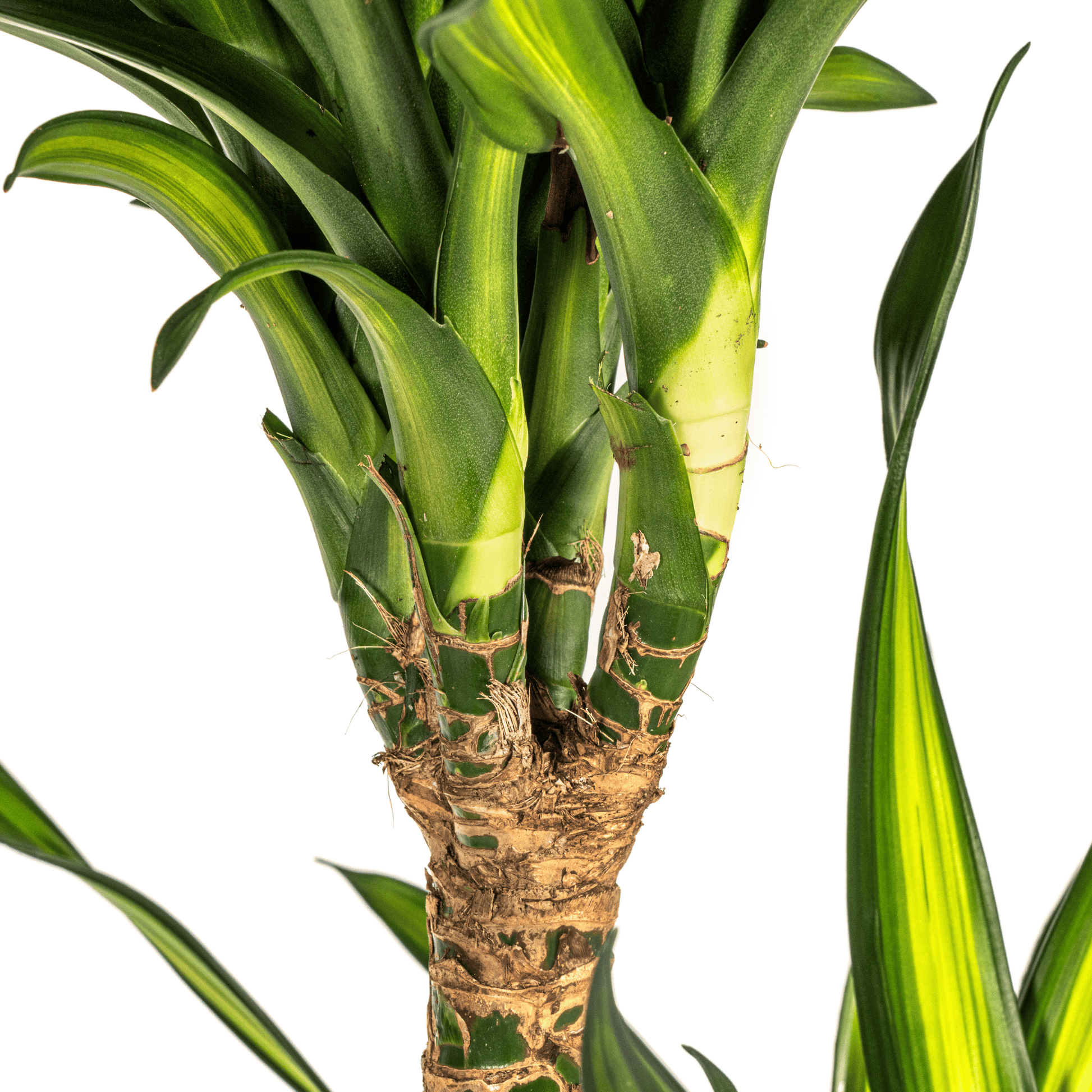 Dracaena Deremensis Rikki Ø24cm - ↕130 - 150cm - Botanic-Vibes