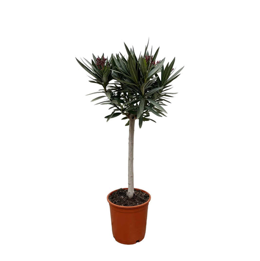 Nerium oleander auf Stamm mit rosa Blüte – 90 cm – Ø22 - Botanic-Vibes