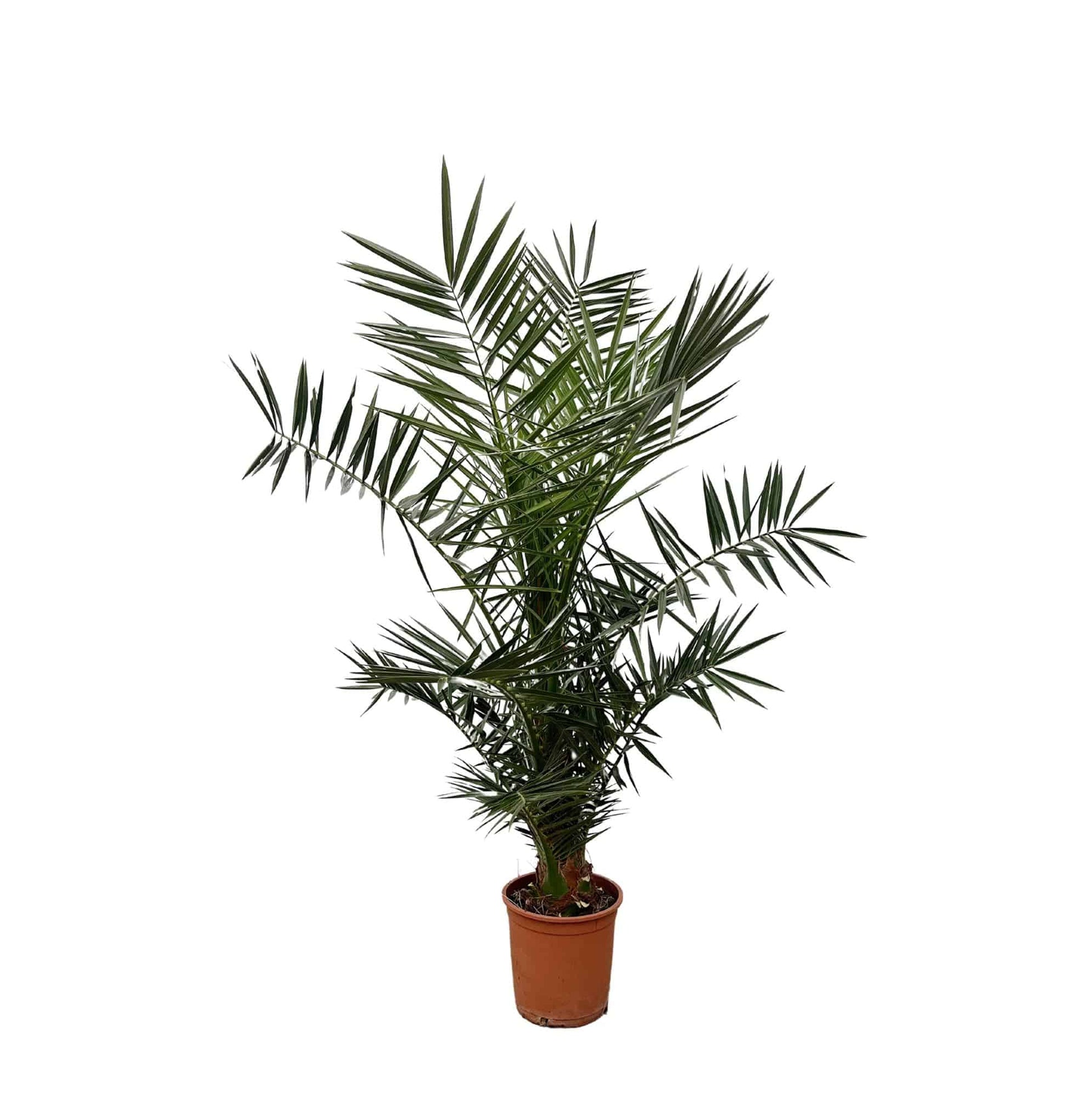 Phoenix canariensis – 140 cm – Ø21 - Botanic-Vibes