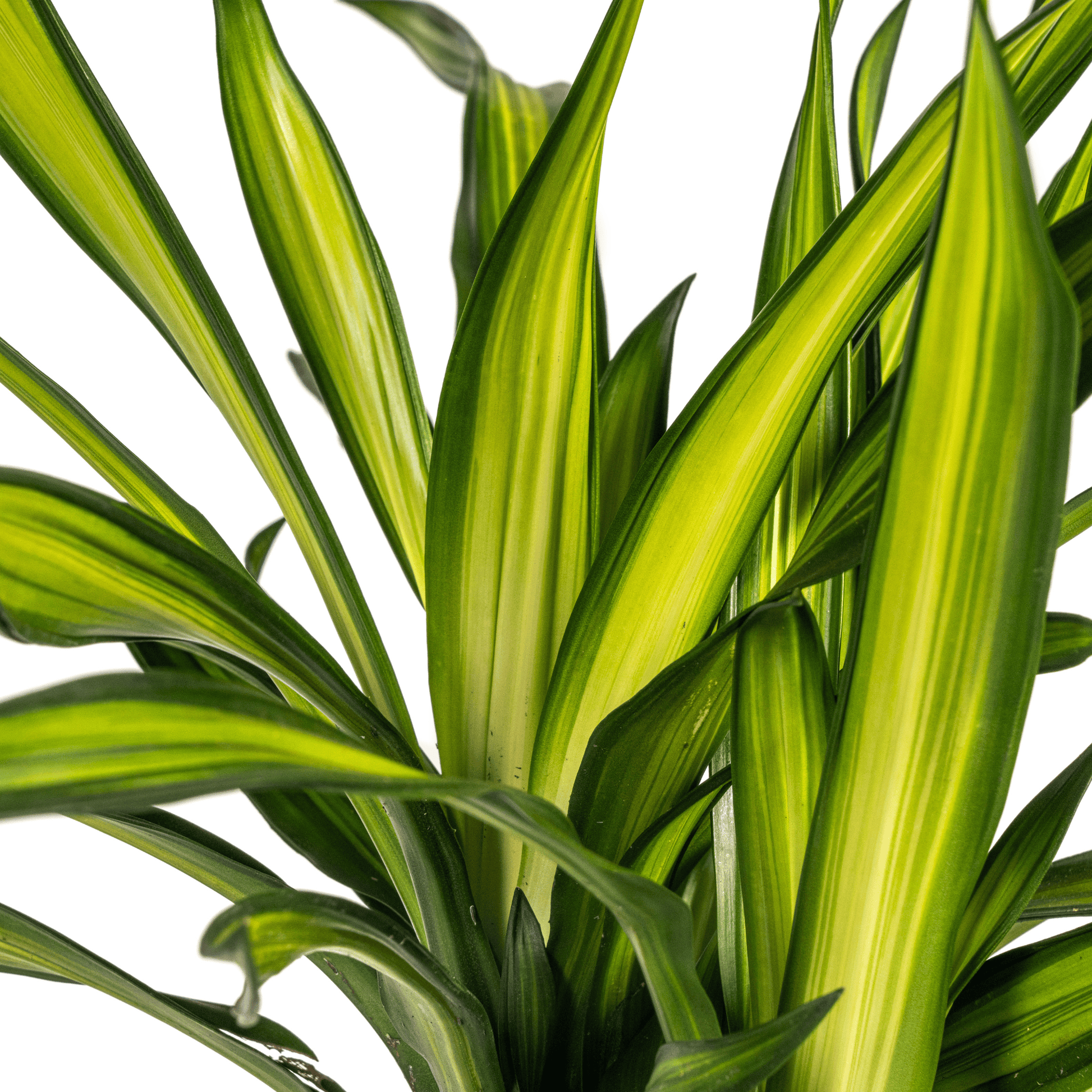 Dracaena Deremensis Rikki Ø21cm - ↕90 - 110cm - Botanic-Vibes