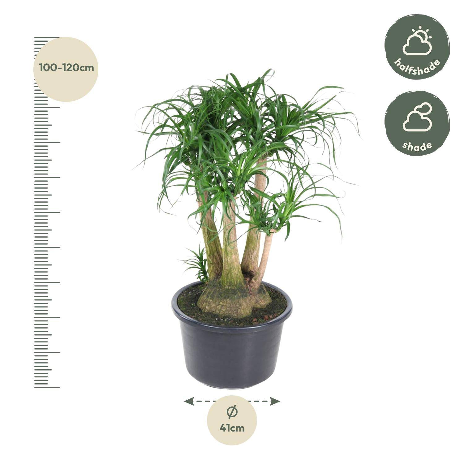 Beaucarnea verzweigt – 110 cm – ø41 - Botanic-Vibes