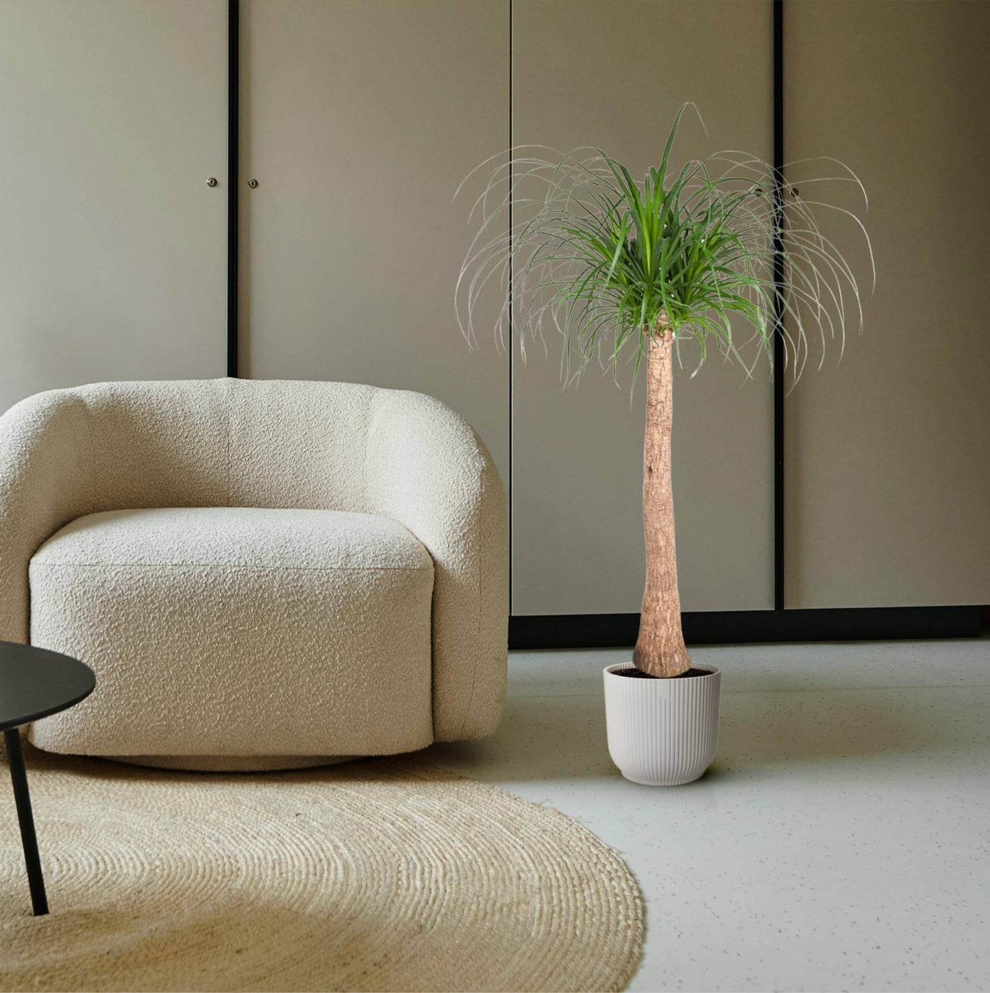 Beaucarnea Stamm – 120 cm – ø32 - Botanic-Vibes