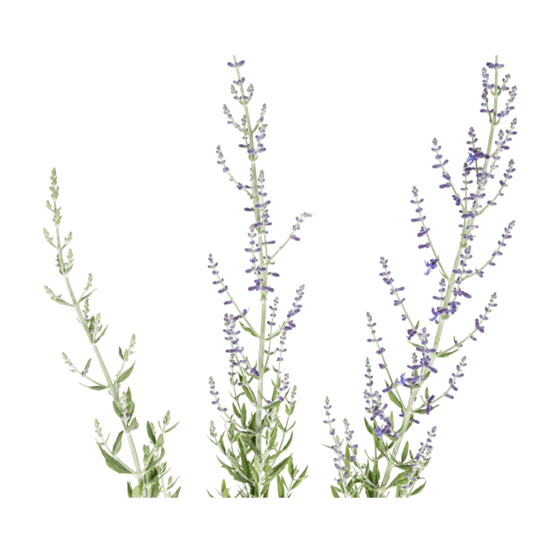 Perovskia atriplicifolia Ø19cm - ↕50 - 60cm - Botanic-Vibes