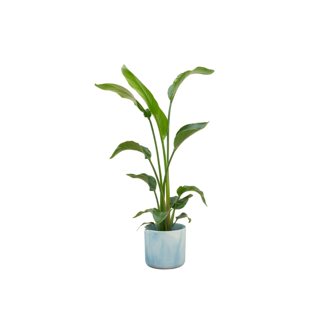 Combi deal - Strelitzia nicolai inklusive elho Ocean Round Atlantikblau Ø22 – 100 cm - Botanic-Vibes
