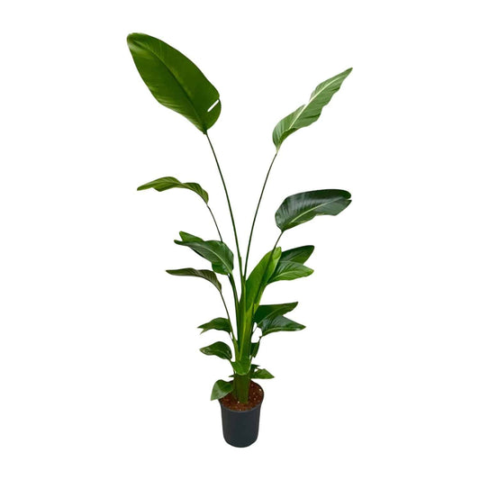 Strelitzia nicolai – 170 cm – Ø24 - Botanic-Vibes
