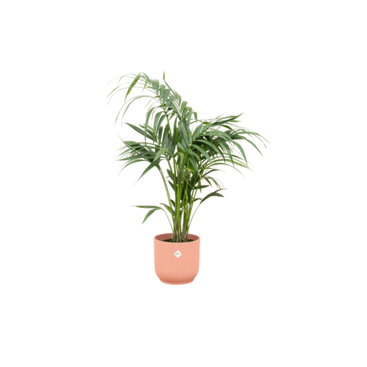 Combi deal - Kentia palm inklusive elho Vibes Fold Round Rosa Ø25 – 130 cm - Botanic-Vibes