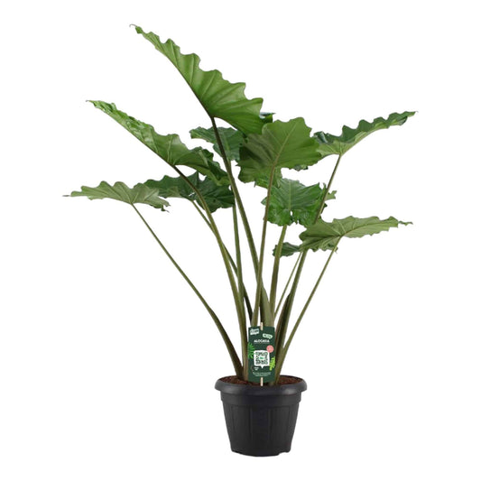 Alocasia Portodora – 140 cm – Ø34 - Botanic-Vibes