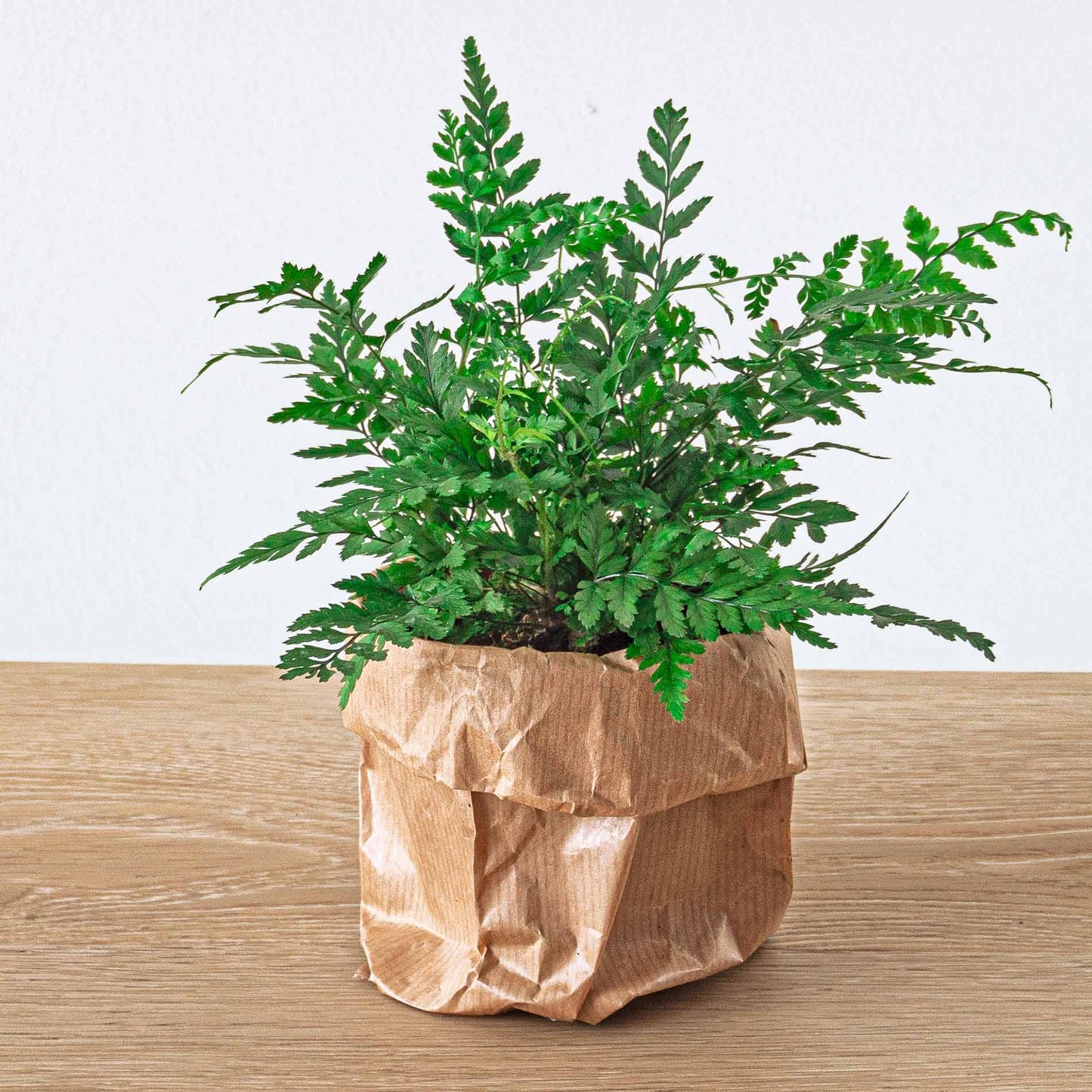 Varen – Athyrium spicatum – Terrarienpflanze – Topfgröße 6