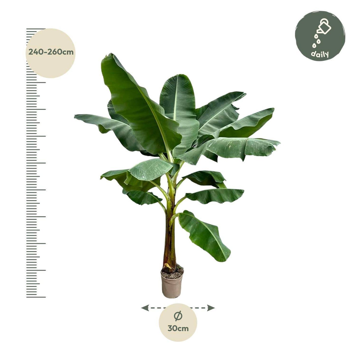 Bananenpflanze (Musa) – 250 cm – ø30 - Botanic-Vibes