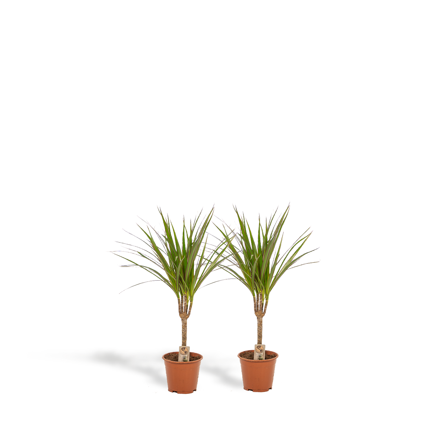 2× Dracaena – 60 cm – Ø14