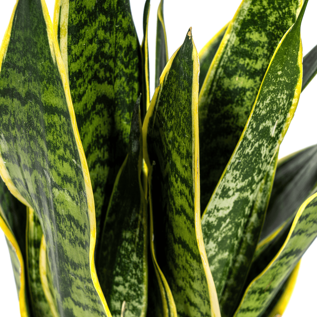 Sansevieria Trifasciata Futura Superba Ø17cm - ↕45 - 55cm - Botanic-Vibes