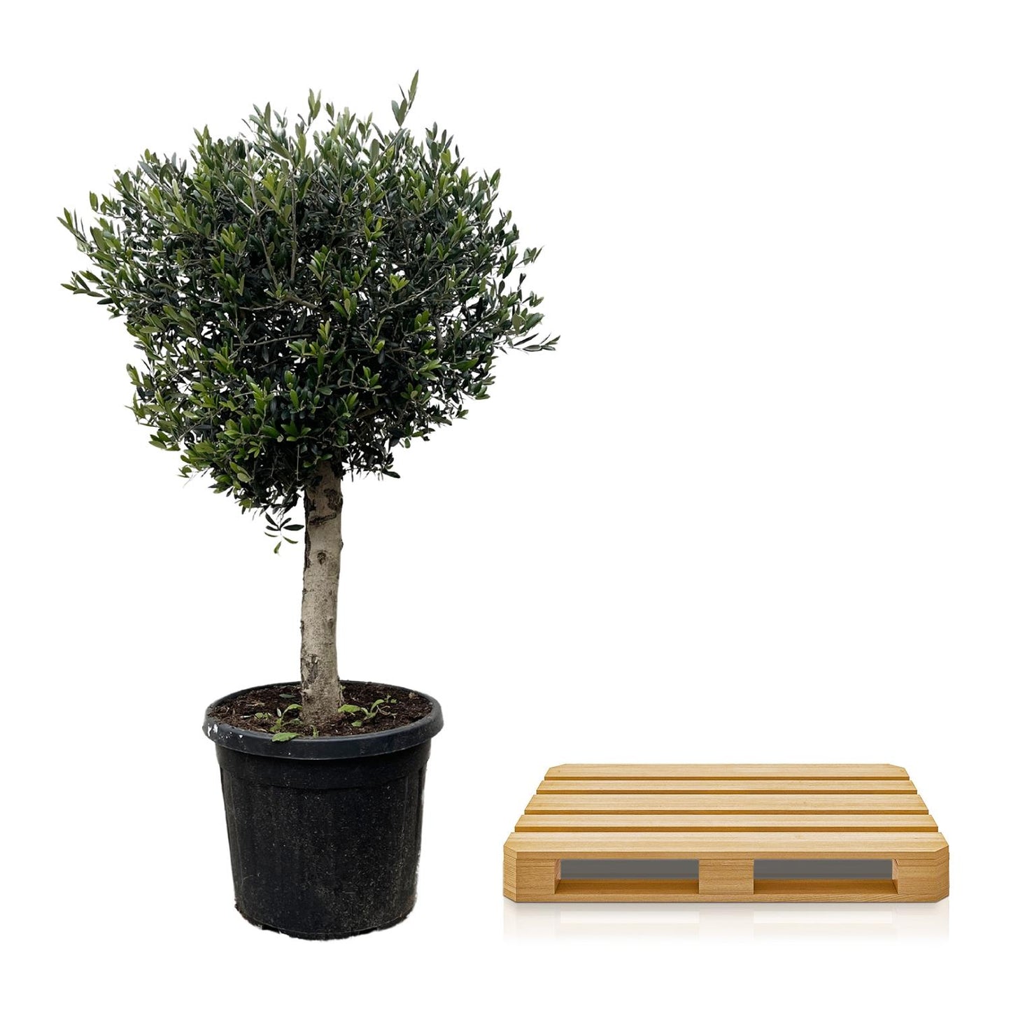 Olea europaea Lorc – 180 cm – Ø50