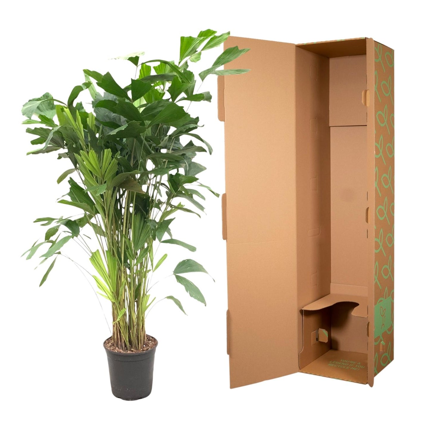 Caryota mitis – 160 cm – Ø24