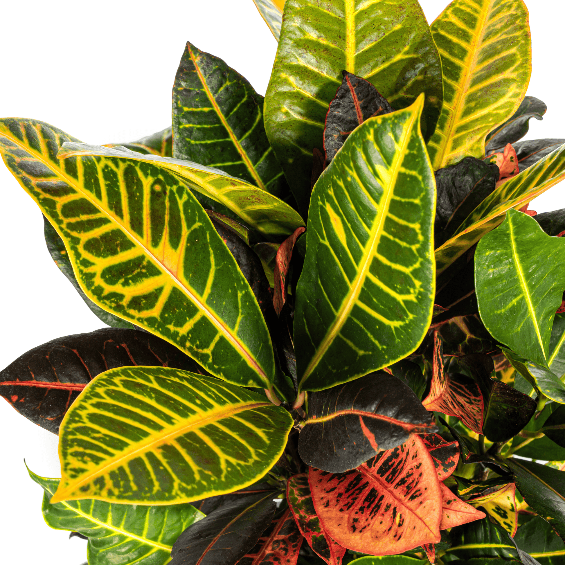 Codiaeum 'Croton' Petra Ø17cm - ↕40 - 60cm - Botanic-Vibes