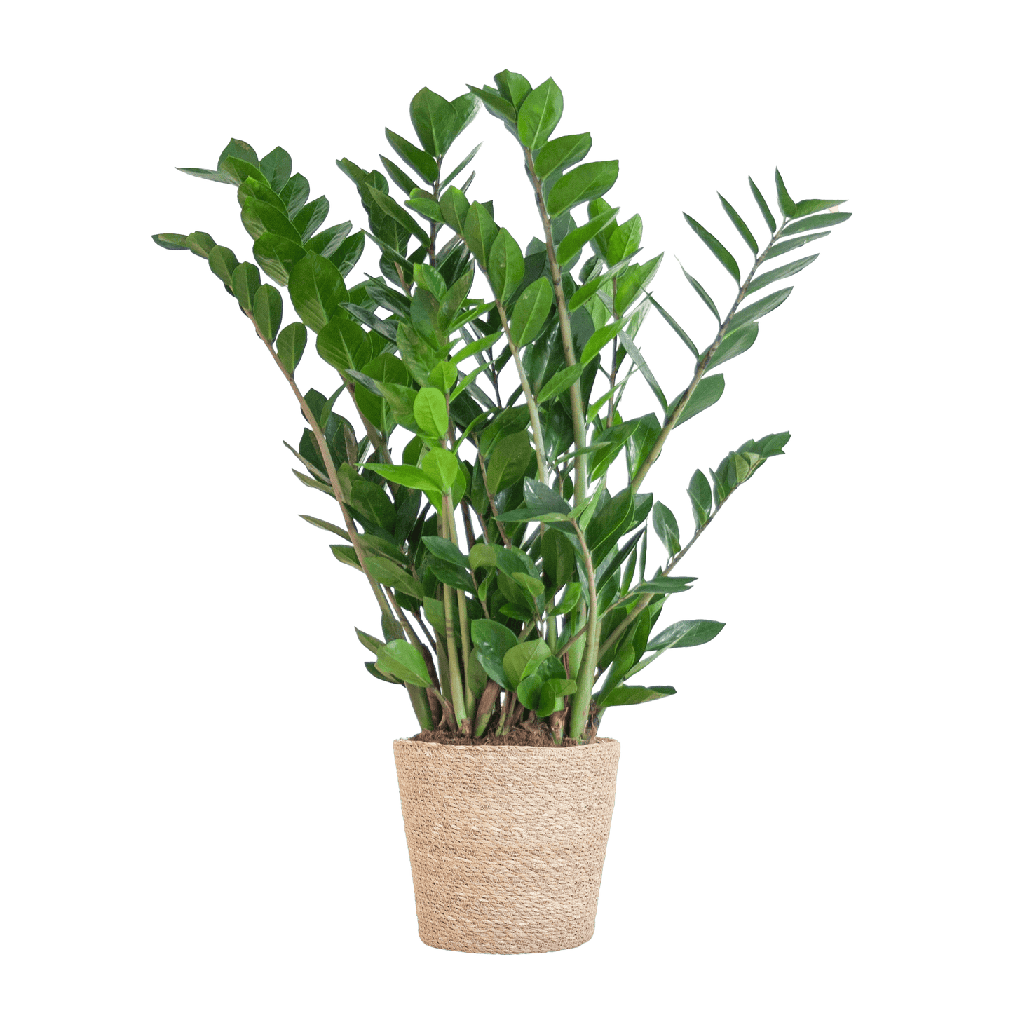 Zamioculcas Zamiifolia mit Sofia-Korb natur  - 80cm - Ø21 - Botanic-Vibes