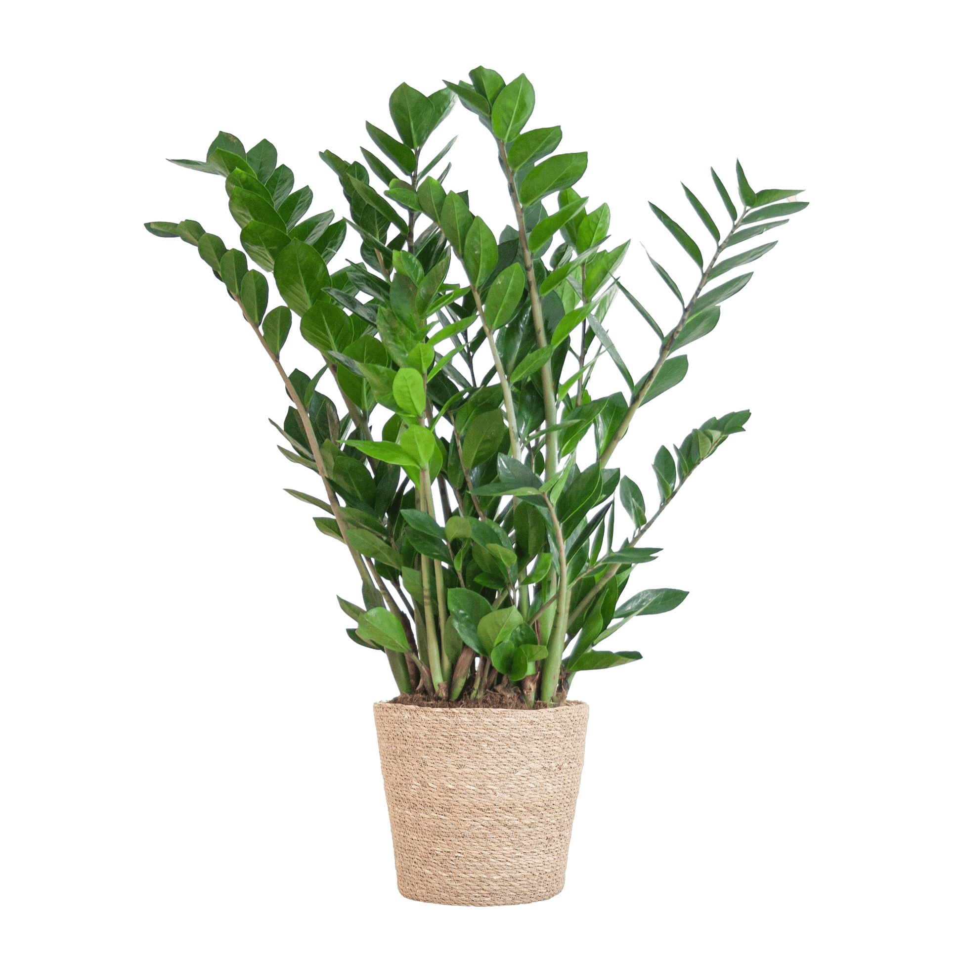Zamioculcas Zamiifolia mit Sofia-Korb natur  - 80cm - Ø21 - Botanic-Vibes