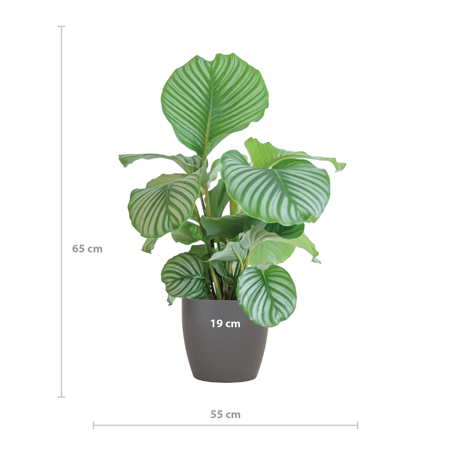 Calathea Orbifolia  mit Viber grau - 65cm - Ø21 - Botanic-Vibes