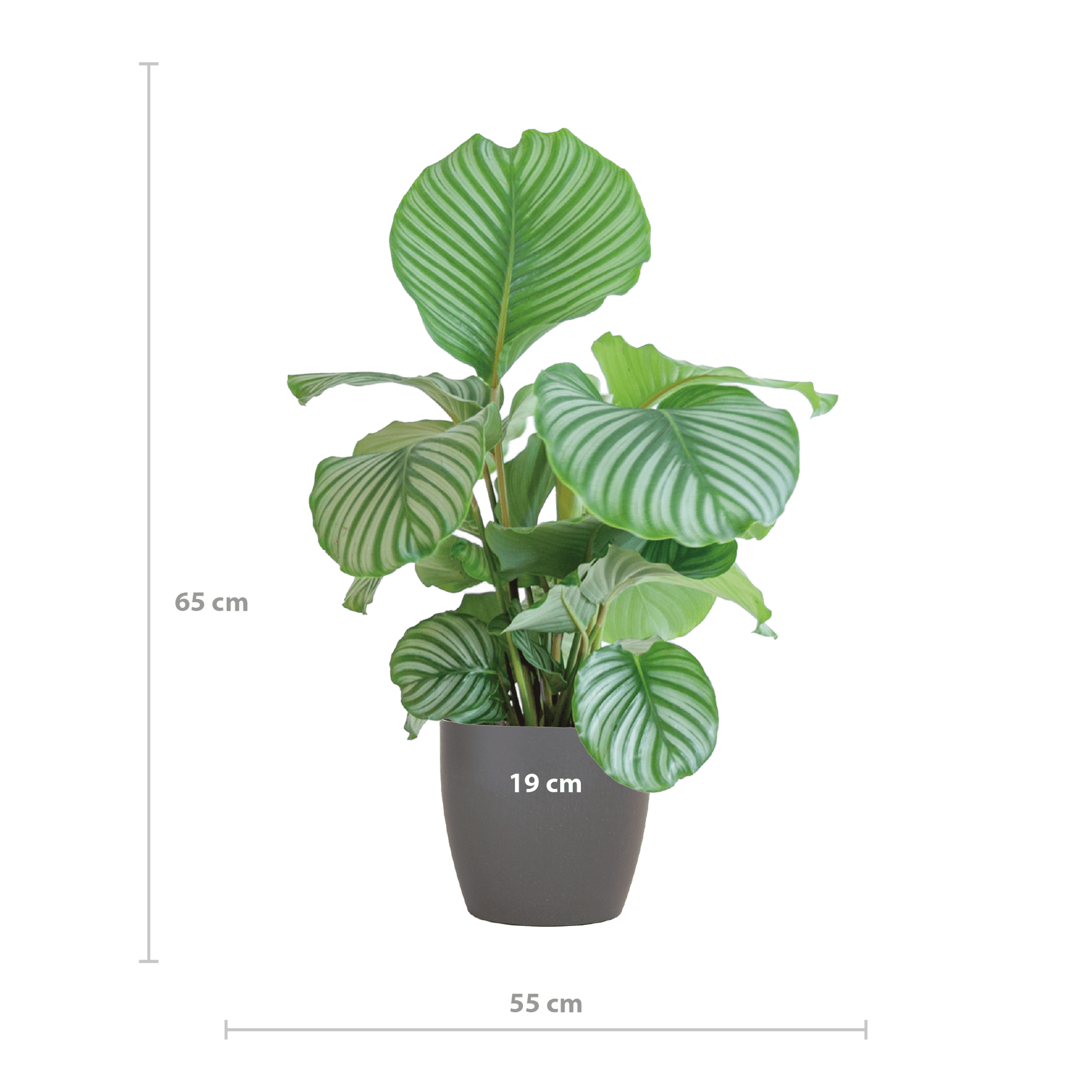 Calathea Orbifolia  mit Viber grau - 65cm - Ø21 - Botanic-Vibes