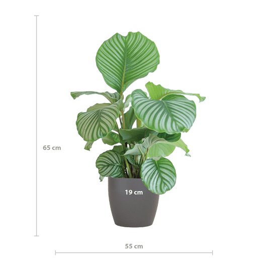 Calathea Orbifolia  mit Viber grau - 65cm - Ø21 - Botanic-Vibes