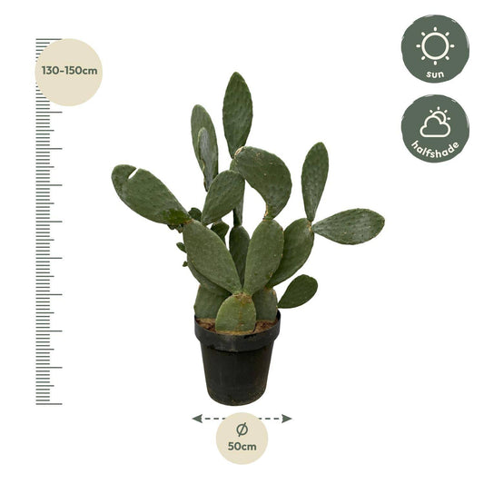 Opuntia ficus indica – 120 cm – Ø50 - Botanic-Vibes