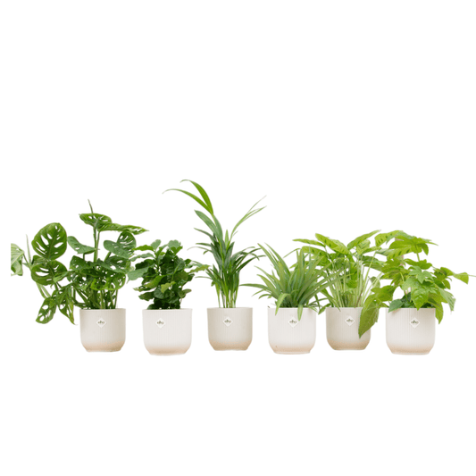 Überraschungsbox – 6 pflanzen inkl. elho vibes fold round Ø14 weiß - Botanic-Vibes