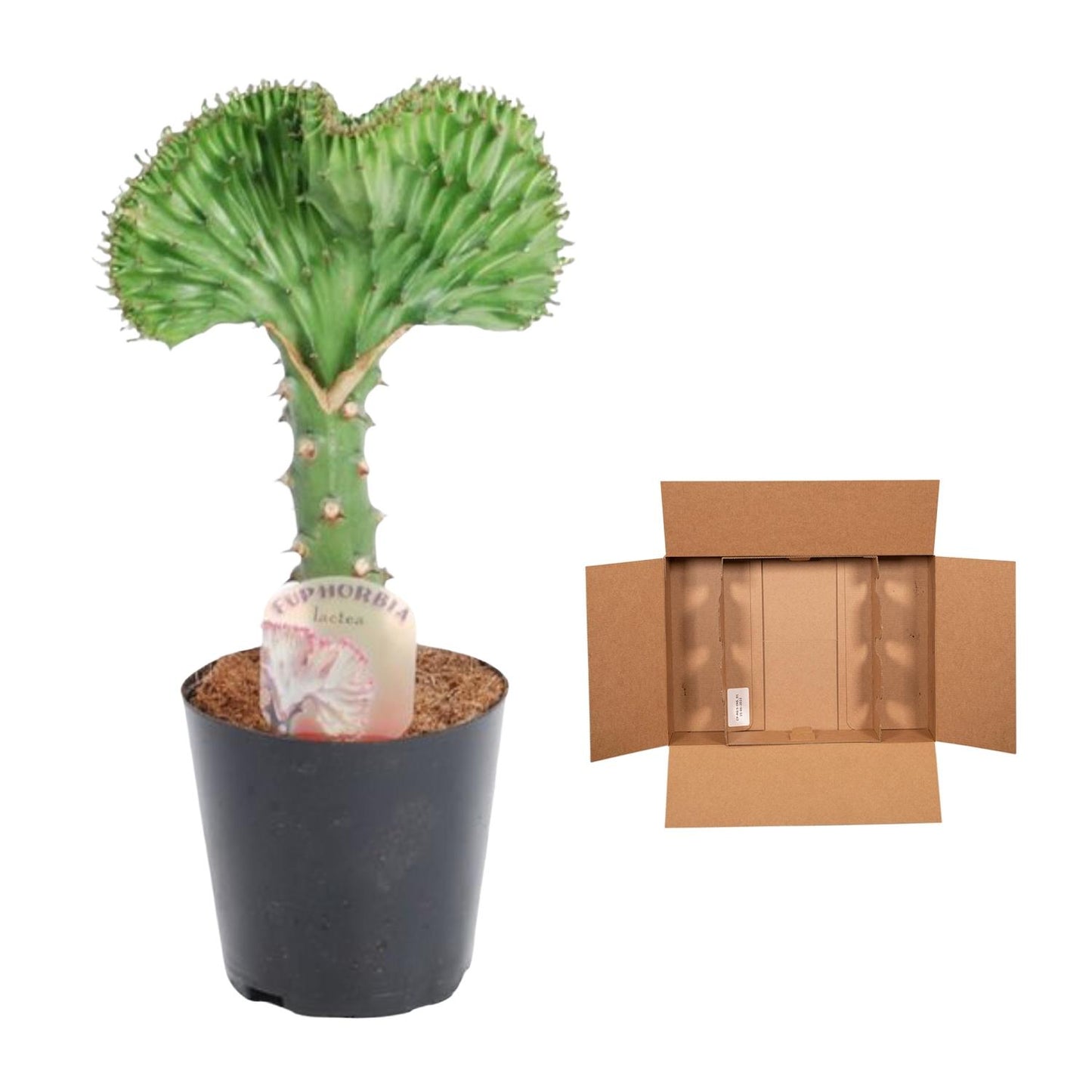 Euphorbia lactea cristata grün – 35 cm – Ø12
