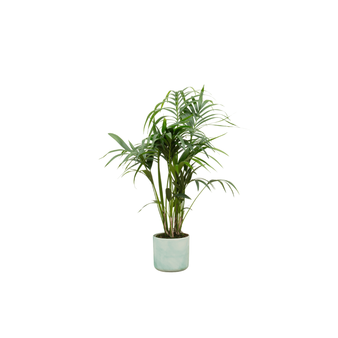 Combi deal - Kentia palm inklusive elho Ocean Round Pazifikgrün Ø22 – 130 cm - Botanic-Vibes